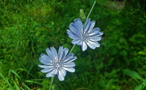 Chicory At North Tract This is a picture of Chicory on the North Tract of the Patuxent Research Refuge near Fort Meade, Maryland. Cichorium intybus,Common Chicory,Geotagged,Spring,United States
