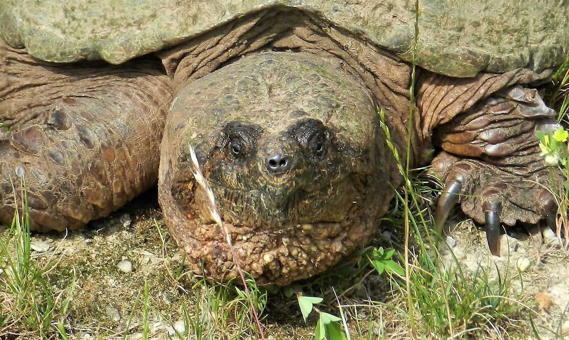 Common Snapping Turtle This is a picture of a Common Snapping Turtle on the North Tract of the Patuxent Research Refuge near Fort Meade, Maryland. Chelydra serpentina,Common snapping turtle,Geotagged,Spring,United States