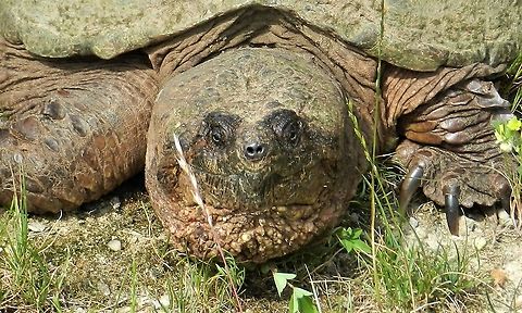 Common Snapping Turtle This is a picture of a Common Snapping Turtle on the North Tract of the Patuxent Research Refuge near Fort Meade, Maryland. Chelydra serpentina,Common snapping turtle,Geotagged,Spring,United States