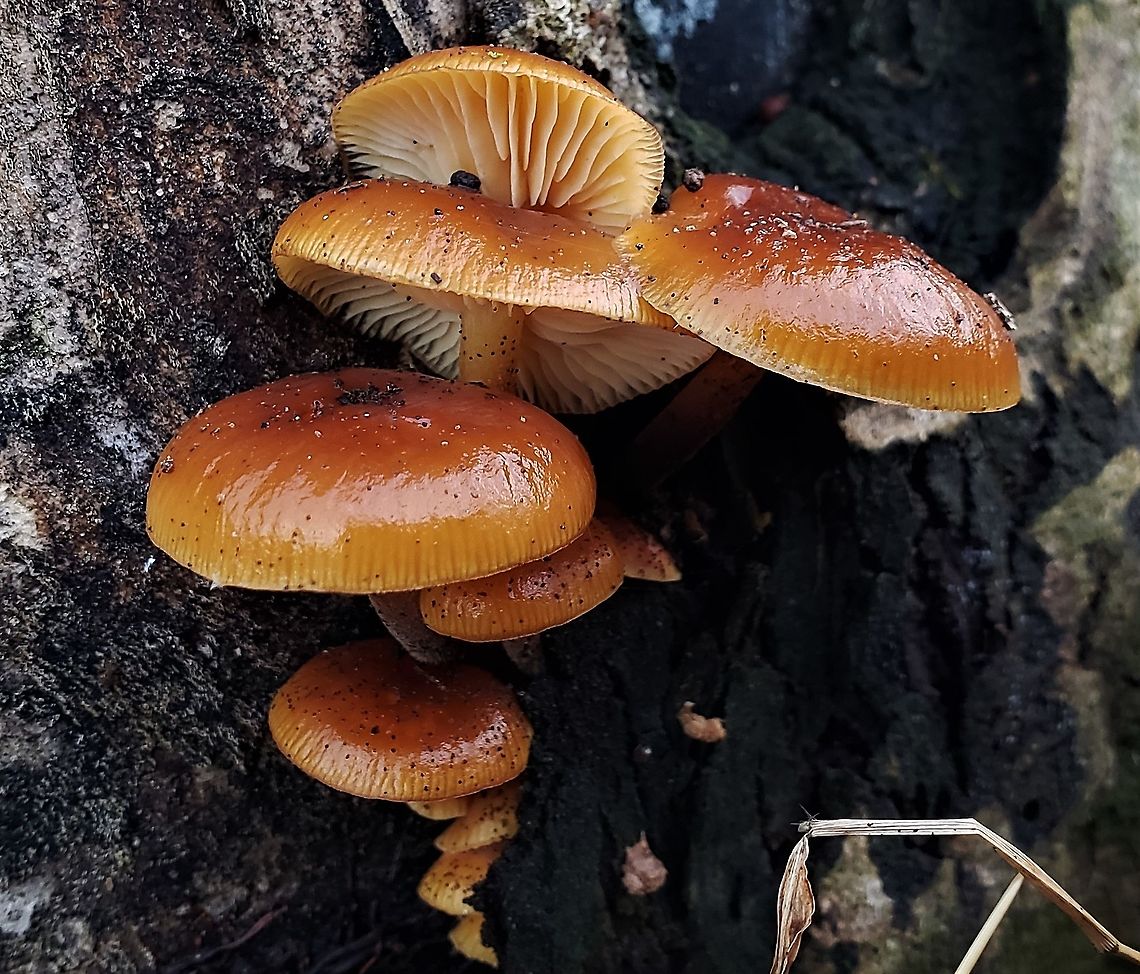 Velvet Foot At Governor Bridge This is a picture of some Velvet Foot Mushrooms at the Governor Bridge Natural Area in Bowie, Maryland. Enokitake,Flammulina velutipes,Geotagged,United States,Winter