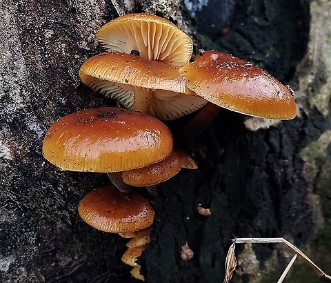 Velvet Foot At Governor Bridge This is a picture of some Velvet Foot Mushrooms at the Governor Bridge Natural Area in Bowie, Maryland. Enokitake,Flammulina velutipes,Geotagged,United States,Winter