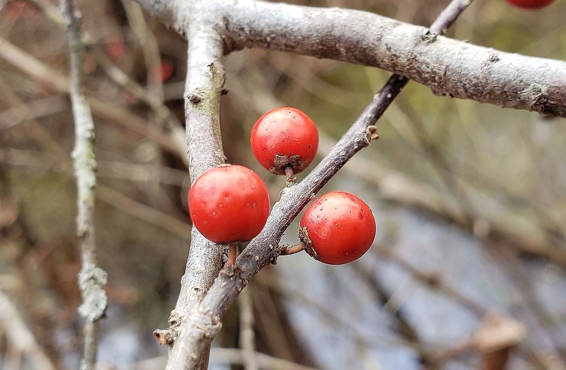 Winterberry At Governor Bridge This is a picture of Winterberry at the Governor Bridge Natural Area in Bowie, Maryland. Geotagged,Ilex verticillata,United States,Winter,Winterberry