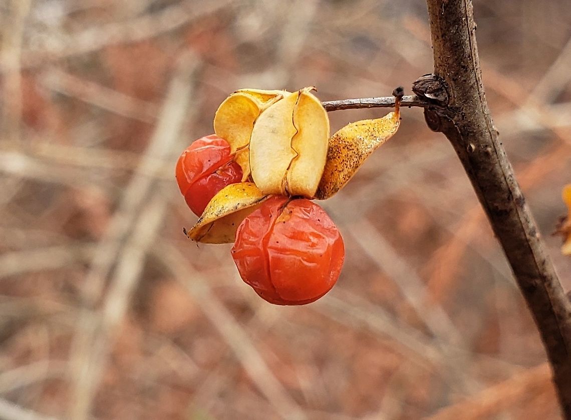 Oriental Bittersweet At Governor Bridge This is a picture of Oriental Bittersweet at the Governor Bridge Natural Area in Bowie, Maryland. Celastrus orbiculatus,Geotagged,Oriental bittersweet,United States,Winter