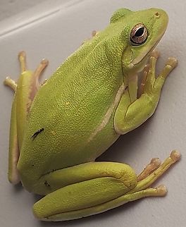 Green Tree Frog At North Point State Park This is a picture of Green Tree Frog at North Point State Park in Edgemere, Maryland. American green tree frog,Geotagged,Hyla cinerea,Summer,United States