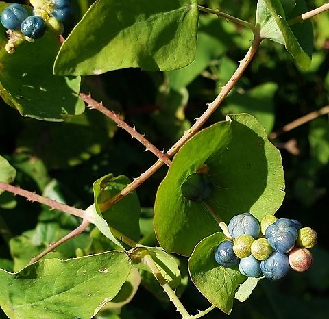 Mile-A-Minute Weed At Fort Armistead This is a picture of Persicaria perfoliata at Fort Armistead Park in Baltimore City, Maryland. Fall,Geotagged,Mile-a-Minute,Persicaria perfoliata,United States