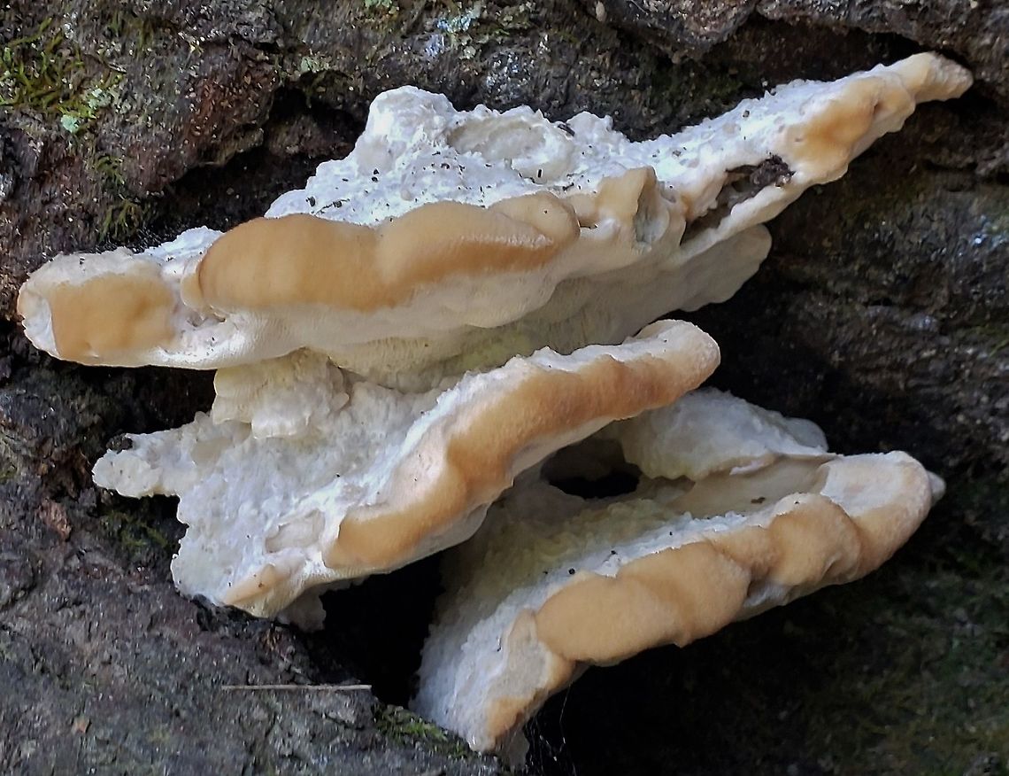 Green Cheese Polypore at Fort Howard This is a picture of Niveoporofomes spraguei at Fort Howard Park in Edgemere, Maryland. Geotagged,Niveoporofomes spraguei,Summer,United States