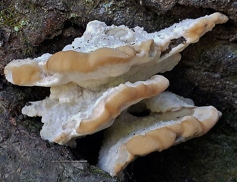 Green Cheese Polypore at Fort Howard This is a picture of Niveoporofomes spraguei at Fort Howard Park in Edgemere, Maryland. Geotagged,Niveoporofomes spraguei,Summer,United States