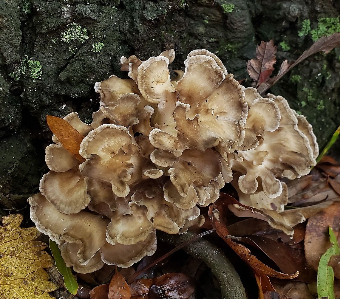 Hen Of The Woods On Kent Island This is a picture of Hen Of The Woods at Terrapin Nature Park on Kent Island in Queen Anne&#039;s County, Maryland. Fall,Geotagged,Grifola frondosa,Maitake,United States