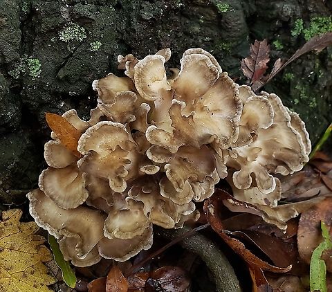 Hen Of The Woods On Kent Island This is a picture of Hen Of The Woods at Terrapin Nature Park on Kent Island in Queen Anne's County, Maryland. Fall,Geotagged,Grifola frondosa,Maitake,United States