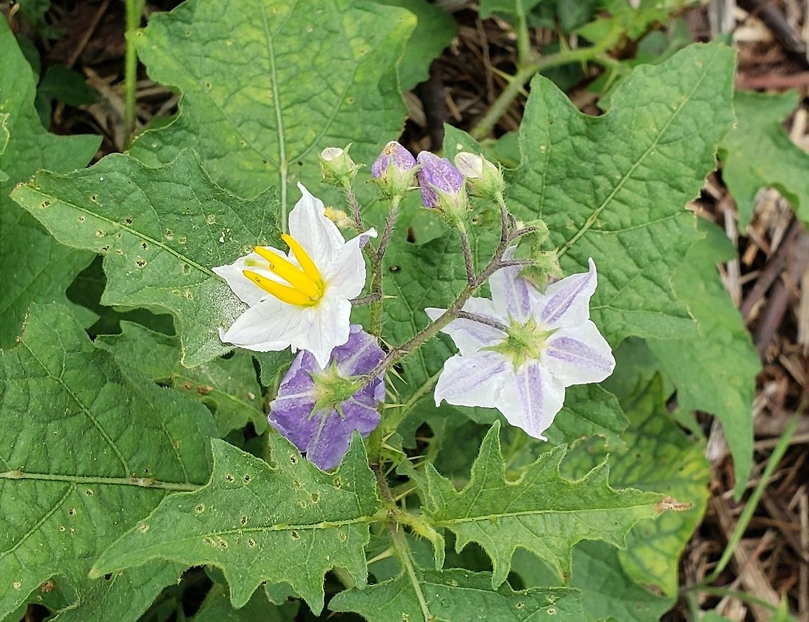 Carolina Horsenettle On Kent Island This is a picture of Carolina Horsenettle at Terrapin Nature Park on Kent Island in Queen Anne's County, Maryland. Carolina horsenettle,Geotagged,Solanum carolinense,Summer,United States