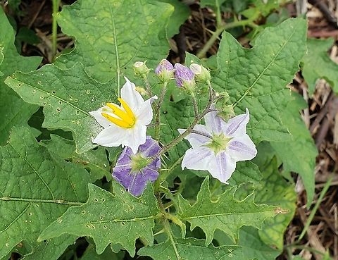 Carolina Horsenettle On Kent Island This is a picture of Carolina Horsenettle at Terrapin Nature Park on Kent Island in Queen Anne's County, Maryland. Carolina horsenettle,Geotagged,Solanum carolinense,Summer,United States