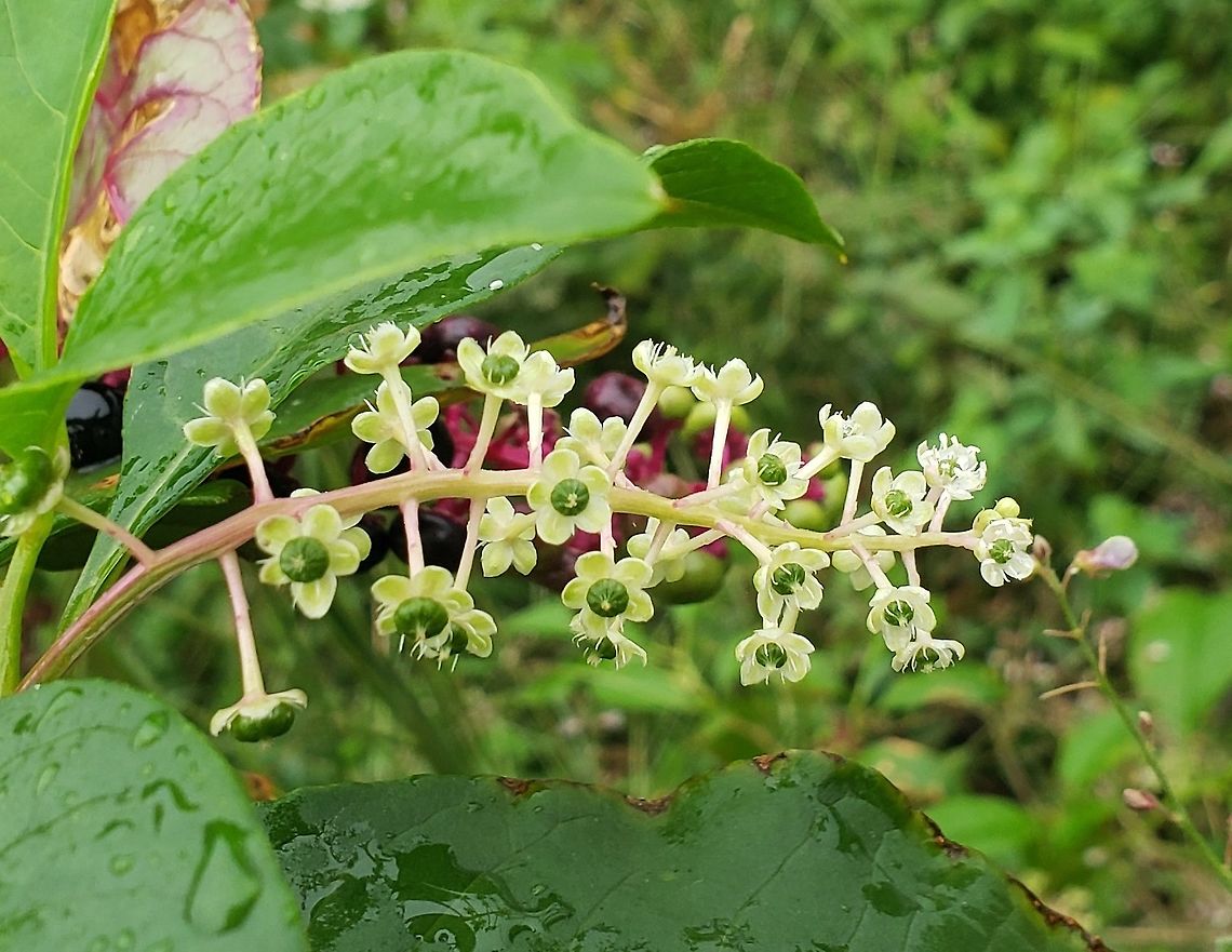 American Pokeweed On Kent Island This is a picture of American Pokeweed on Kent Island along the Cross Island Trail in Queen Anne&#039;s County, Maryland. American Pokeweed,Geotagged,Phytolacca americana,Summer,United States
