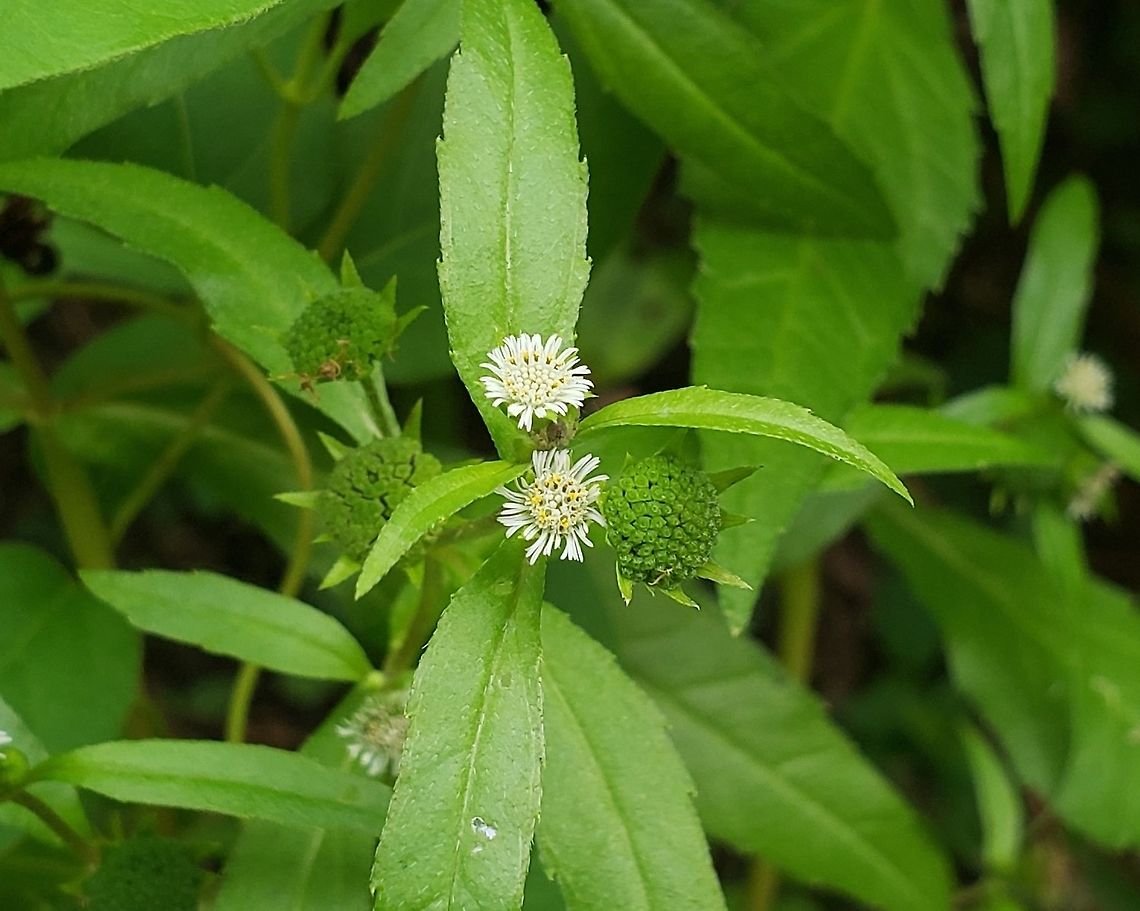 False Daisy On Kent Island This is a picture of False Daisy along the Cross Island Trail on Kent Island in Queen Anne's County, Maryland. Eclipta prostrata,Geotagged,Summer,United States