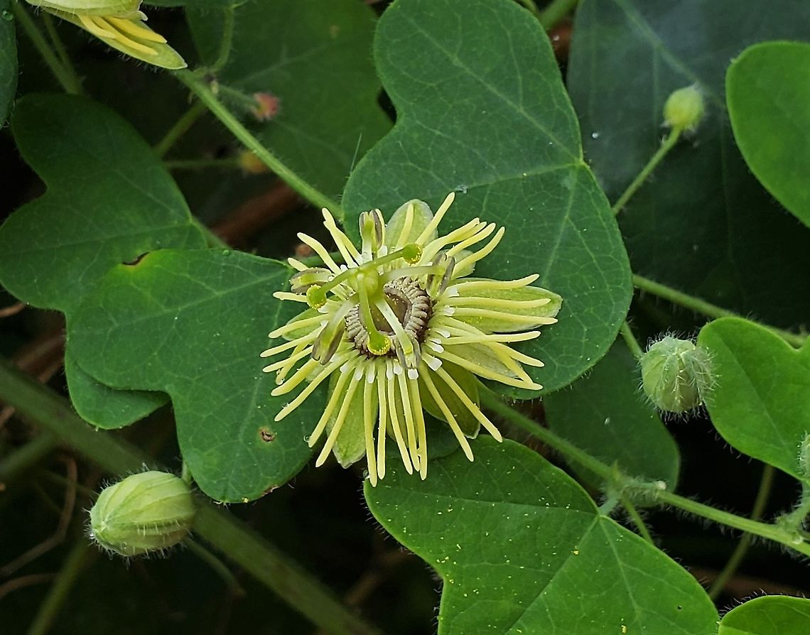 Yellow Passionflower  Geotagged,Passiflora lutea,Summer,United States,Yellow Passionflower