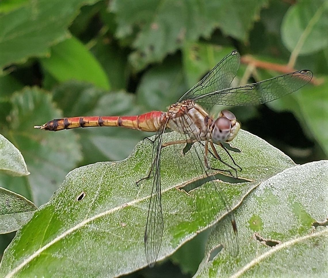 Blue Faced Meadowhawk This is a picture of a Blue Faced Meadowhawk at Matapeake Park on Kent Island in Queen Anne&#039;s County, Maryland. Geotagged,Summer,Sympetrum ambiguum,United States