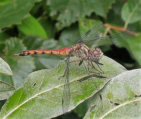Blue Faced Meadowhawk This is a picture of a Blue Faced Meadowhawk at Matapeake Park on Kent Island in Queen Anne's County, Maryland. Geotagged,Summer,Sympetrum ambiguum,United States