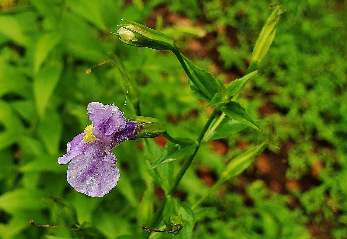 Allegheny Monkeyflower At Governor Bridge This is a picture of an Allegheny Monkeyflower at the Governor Bridge Natural Area in Bowie, Maryland. Allegheny Monkeyflower,Geotagged,Mimulus ringens,Summer,United States