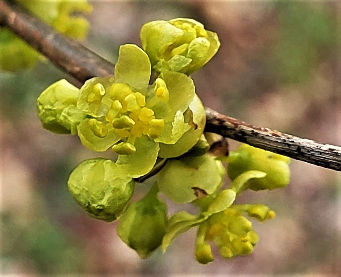 Spicebush Flowers At Governor Bridge This is a picture of Spicebush at the Governor Bridge Natural Area in Bowie, Maryland. Common spicebush,Geotagged,Lindera benzoin,United States,Winter