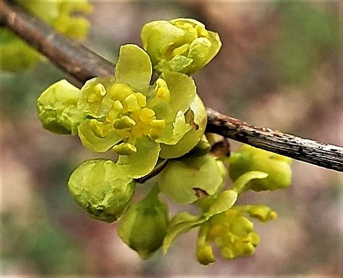 Spicebush Flowers At Governor Bridge This is a picture of Spicebush at the Governor Bridge Natural Area in Bowie, Maryland. Common spicebush,Geotagged,Lindera benzoin,United States,Winter