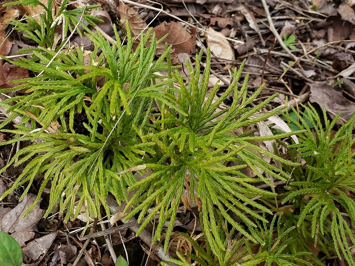 Southern Ground Cedar At Governor Bridge This is a picture of Southern Ground Cedar at the Governor Bridge Natural Area in Bowie, Maryland. Diphasiastrum digitatum,Geotagged,United States,Winter