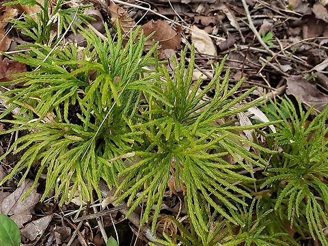 Southern Ground Cedar At Governor Bridge This is a picture of Southern Ground Cedar at the Governor Bridge Natural Area in Bowie, Maryland. Diphasiastrum digitatum,Geotagged,United States,Winter