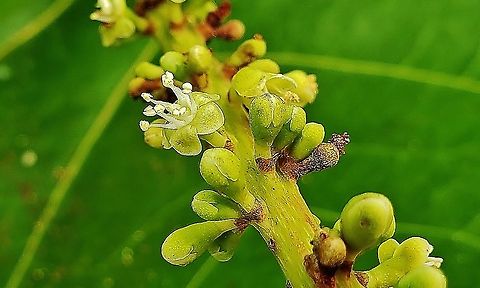 Sea Grape This is a picture of Sea Grape at Indian Riverside Park in Jensen Beach, Florida. Coccoloba uvifera,Geotagged,United States,Winter