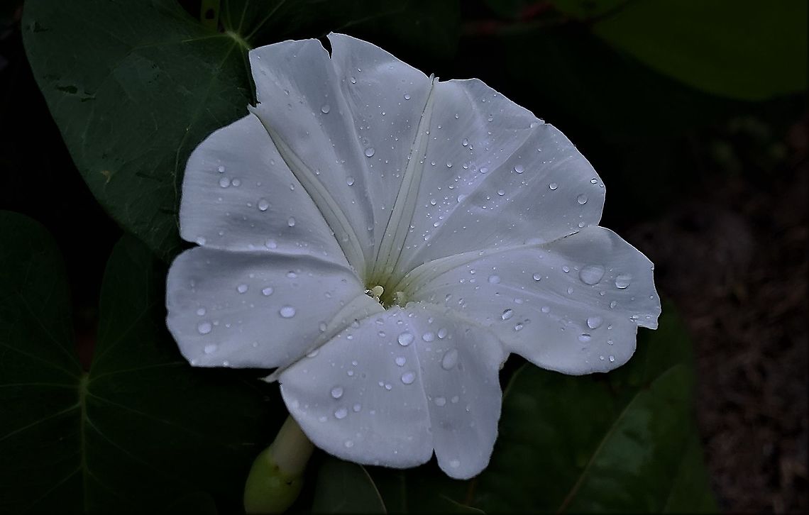 Tropical White Morning Glory At Jensen Beach This is a picture of a Tropical White Morning Glory at Jensen Beach Park on Hutchinson Island in Jensen Beach, Florida. Geotagged,Ipomoea alba,Summer,United States
