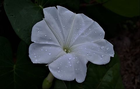 Tropical White Morning Glory At Jensen Beach This is a picture of a Tropical White Morning Glory at Jensen Beach Park on Hutchinson Island in Jensen Beach, Florida. Geotagged,Ipomoea alba,Summer,United States