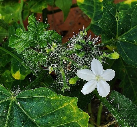 Spurge Nettle At Jensen Beach This is a picture of Spurge Nettle at Jensen Beach Park on Hutchinson Island in Jensen Beach, Florida. Cnidoscolus stimulosus,Geotagged,United States,Winter
