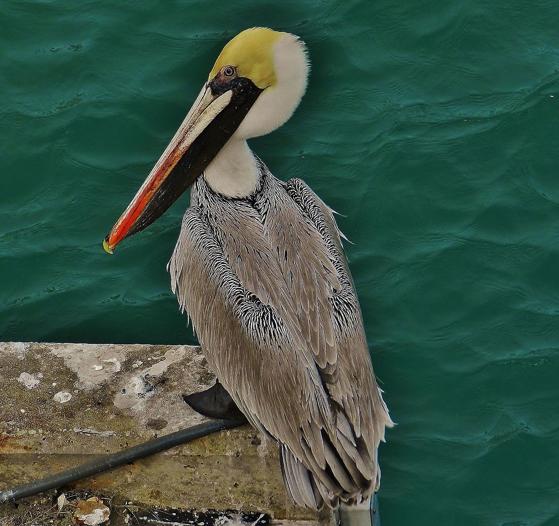 Brown Pelican At Fort Pierce This is a picture of Brown Pelican in Fort Pierce, Florida. Brown pelican,Geotagged,Pelecanus occidentalis,United States,Winter