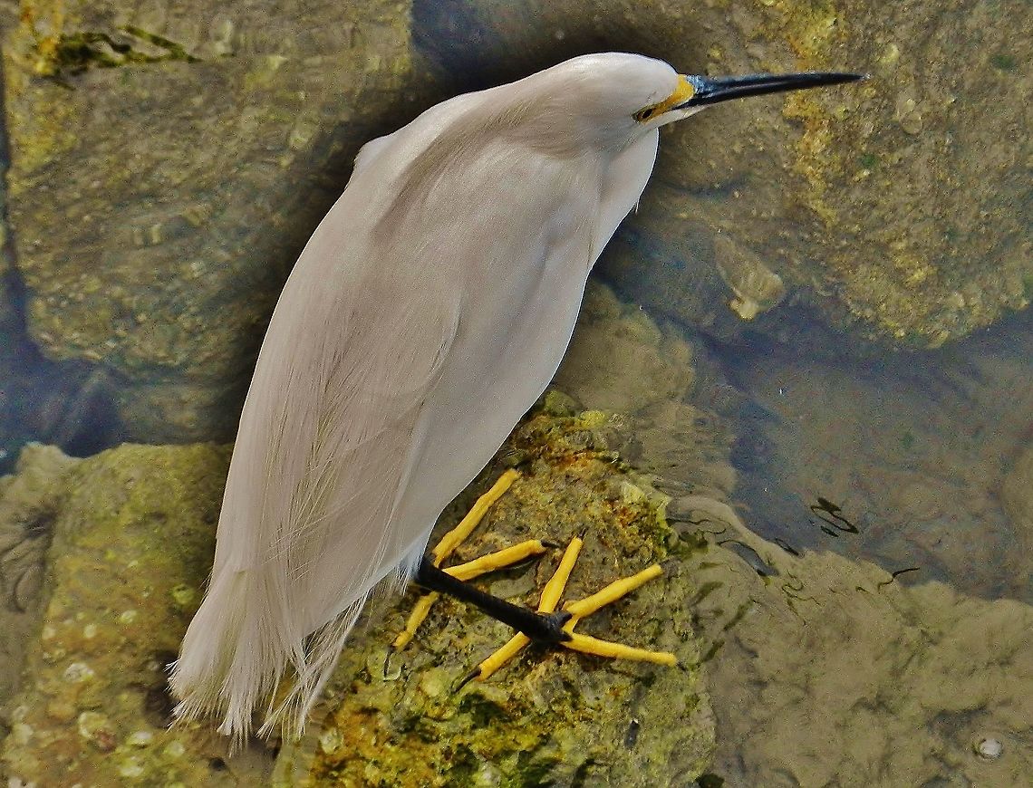 Snowy Egret At Fort Pierce This is a picture of a Snowy Egret in Fort Pierce, Florida. Egretta thula,Geotagged,Snowy Egret,United States,Winter