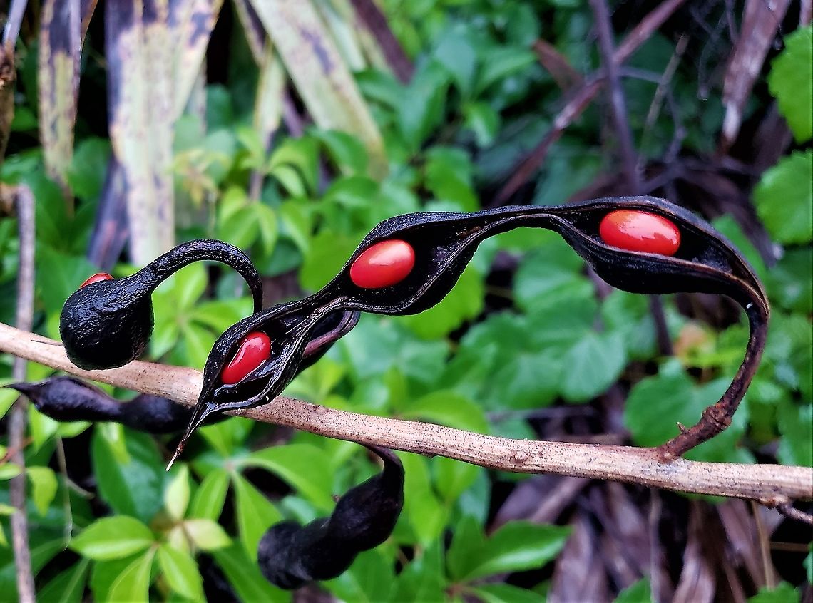 Rosary Pea This is a picture of Rosary Pea on Hutchinson Island in Jensen Beach, Florida. Abrus precatorius,Geotagged,Summer,United States