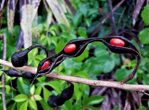 Rosary Pea This is a picture of Rosary Pea on Hutchinson Island in Jensen Beach, Florida. Abrus precatorius,Geotagged,Summer,United States