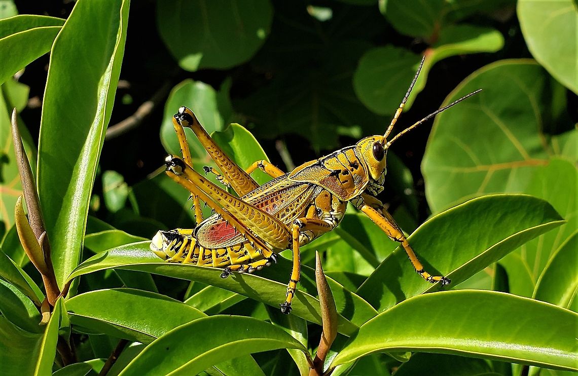 Eastern Lubber Grasshopper This is a picture of an Eastern Lubber Grasshopper at the Blowing Rocks Preserve on Jupiter Island in Martin County, Florida. Eastern lubber grasshopper,Geotagged,Romalea guttata,Summer,United States