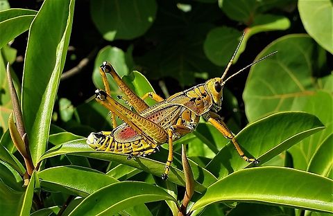 Eastern Lubber Grasshopper This is a picture of an Eastern Lubber Grasshopper at the Blowing Rocks Preserve on Jupiter Island in Martin County, Florida. Eastern lubber grasshopper,Geotagged,Romalea guttata,Summer,United States