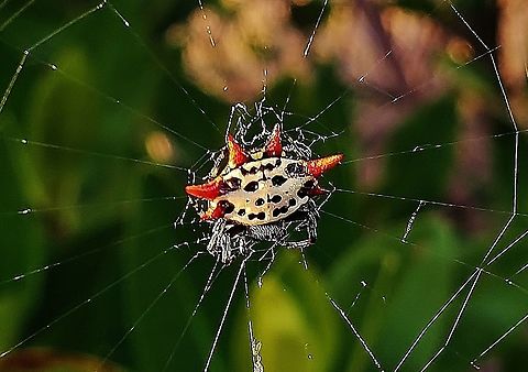 Spineybacked Orbweaver This is a picture of Gasteracantha cancriformis near the Jensen Beach Causeway on Hutchinson Island in Jensen Beach, Florida. Gasteracantha cancriformis,Geotagged,Spinybacked Orbweaver,United States,Winter
