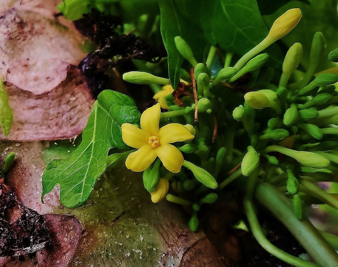 Papaya This is a picture of Carica papaya on Hutchinson Island in Jensen Beach, Florida. Carica papaya,Geotagged,Papaya,United States,Winter