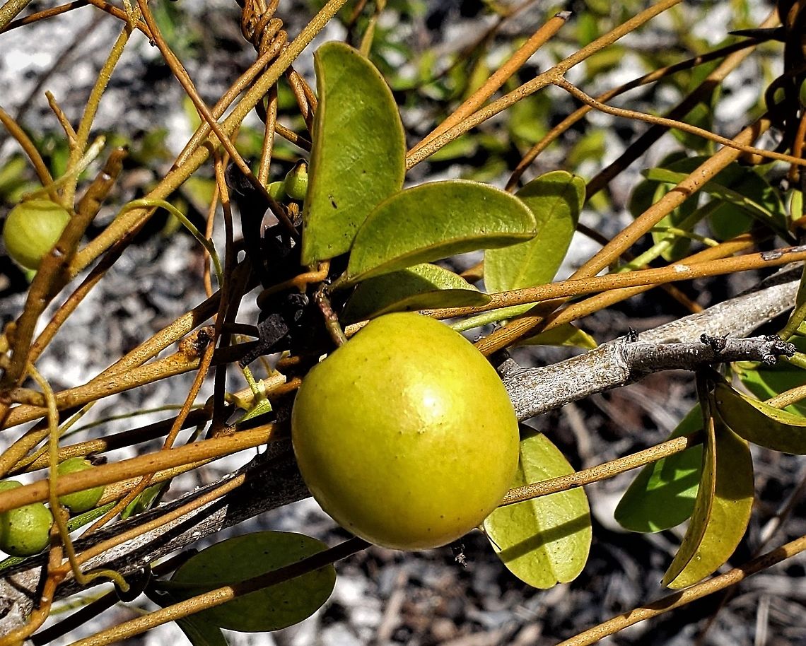 Hog Plum This is a picture of Ximenia americana at Seabranch Preserve State Park in Martin County, Florida. Geotagged,Summer,United States,Ximenia americana