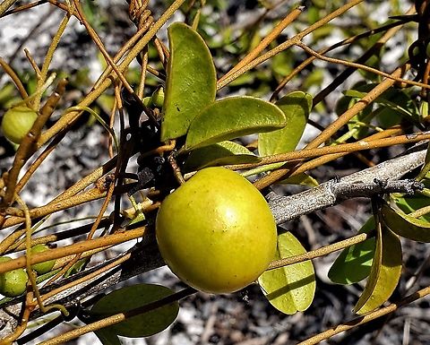 Hog Plum This is a picture of Ximenia americana at Seabranch Preserve State Park in Martin County, Florida. Geotagged,Summer,United States,Ximenia americana