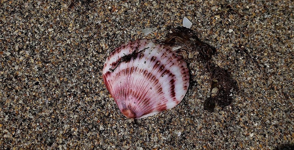 Atlantic Calico Scallop This is a picture of Argopecten gibbus on Hutchinson Island in Jensen Beach, Florida.<br />
 Argopecten gibbus,Atlantic calico scallop,Geotagged,Summer,United States