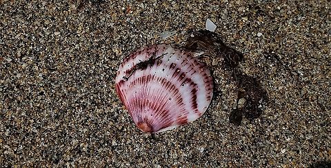 Atlantic Calico Scallop This is a picture of Argopecten gibbus on Hutchinson Island in Jensen Beach, Florida.
 Argopecten gibbus,Atlantic calico scallop,Geotagged,Summer,United States