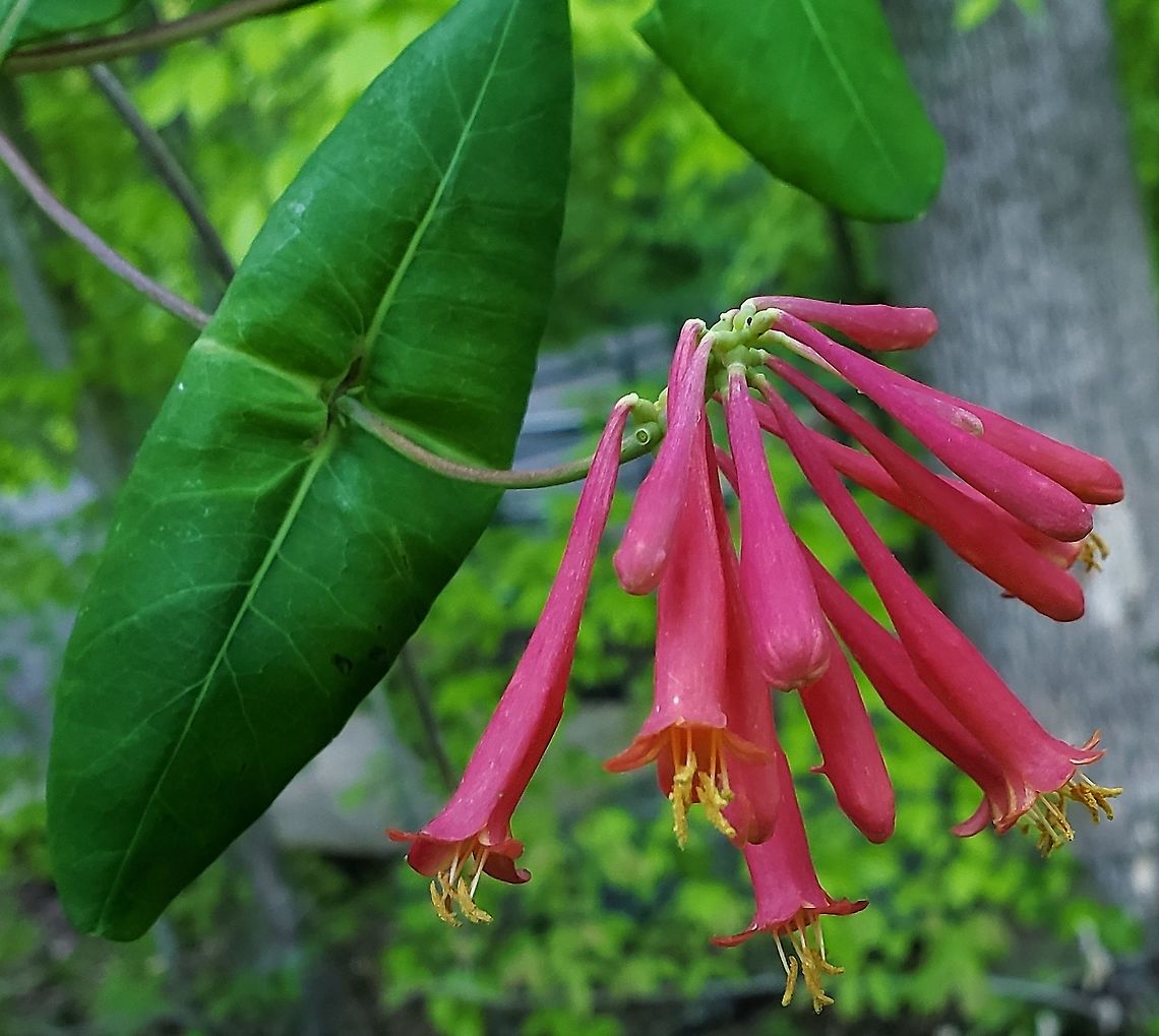 Coral honeysuckle This is a picture of Coral honeysuckle at the Governor Bridge Natural Area in Bowie, Maryland. Coral honeysuckle,Geotagged,Lonicera sempervirens,Spring,United States