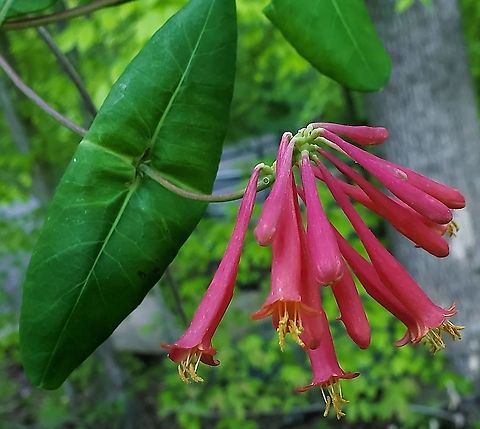 Coral honeysuckle This is a picture of Coral honeysuckle at the Governor Bridge Natural Area in Bowie, Maryland. Coral honeysuckle,Geotagged,Lonicera sempervirens,Spring,United States