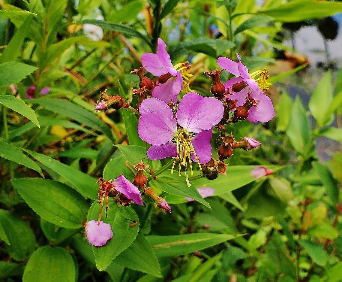 Virginia Meadow-Beauty At Governor Bridge This is a picture of  Virginia meadow-beauty at the Governor Bridge Natural Area in Bowie, Maryland. Geotagged,Rhexia virginica,Summer,United States
