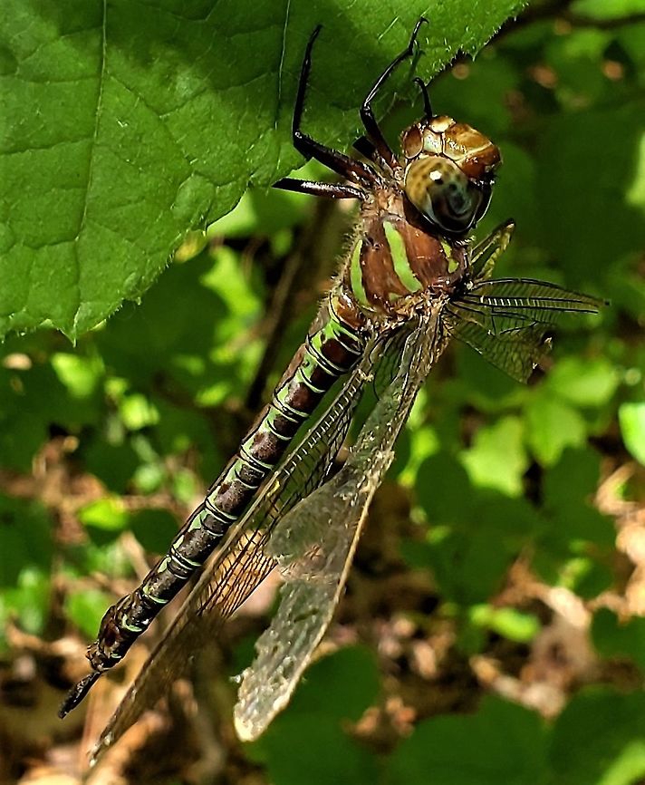 Swamp Darner This is a picture of a Epiaeschna heros at the Governor Bridge Natural Area in Bowie, Maryland. Epiaeschna heros,Geotagged,Spring,United States