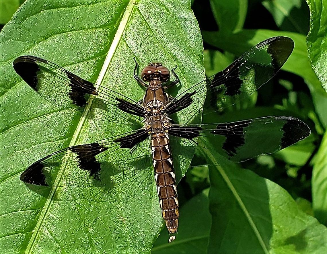 Common Whitetail At Governor Bridge This is a picture of a Common Whitetail at the Governor Bridge Natural Area in Bowie, Maryland. Common Whitetail,Geotagged,Plathemis lydia,Spring,United States
