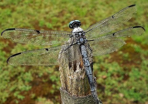Great Blue Skimmer At Governor Bridge This is a picture of a Great Blue Skimmer at the Governor Bridge Natural Area in Bowie, Maryland. Geotagged,Great blue skimmer,Libellula vibrans,Summer,United States