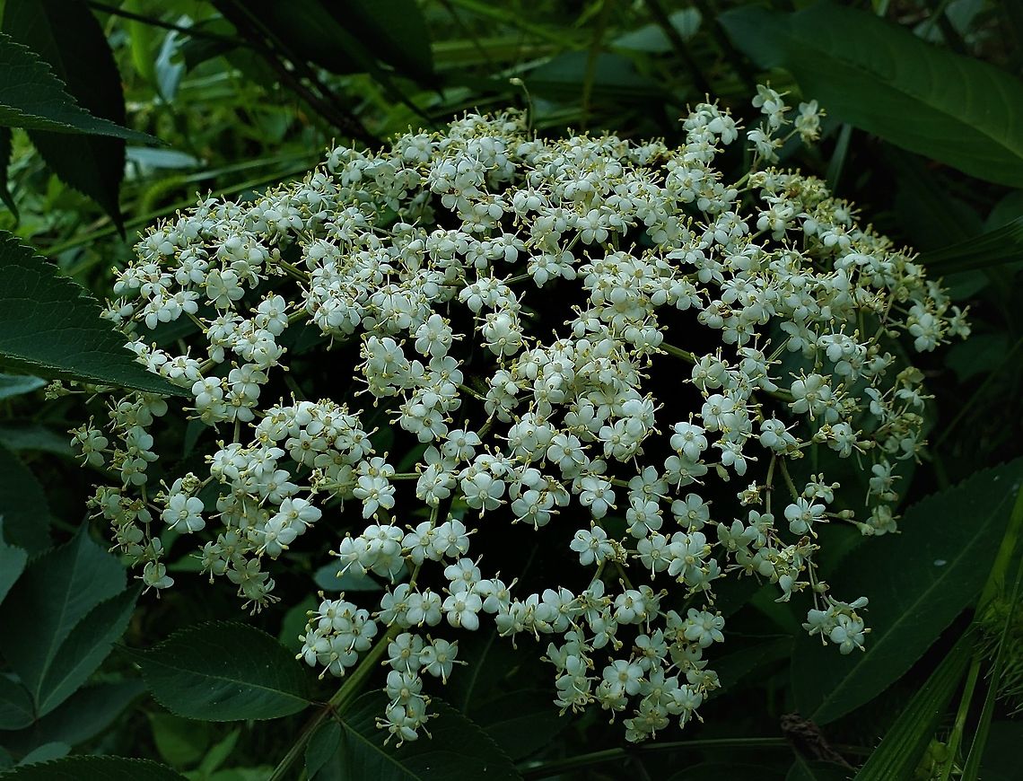 Black Elderberry At Governor Bridge This is a picture of Black Elderberry at the Governor Bridge Natural Area in Bowie, Maryland. Geotagged,Sambucus canadensis,Sambucus nigra,Spring,United States