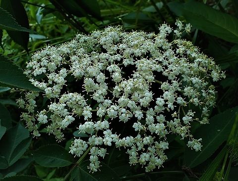 Black Elderberry At Governor Bridge This is a picture of Black Elderberry at the Governor Bridge Natural Area in Bowie, Maryland. Geotagged,Sambucus canadensis,Sambucus nigra,Spring,United States
