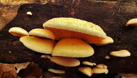 Orange Oyster This is a picture of Phyllotopsis nidulans on the North Tract of the Patuxent Research Refuge near Fort Meade, Maryland.
 Fall,Geotagged,Orange oyster,Phyllotopsis nidulans,United States